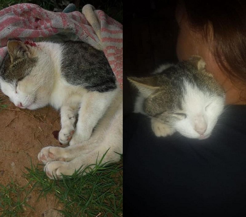 MuriÃ³ Kiko, el gato que salvÃ³ a su dueÃ±a de una mordedura de serpiente