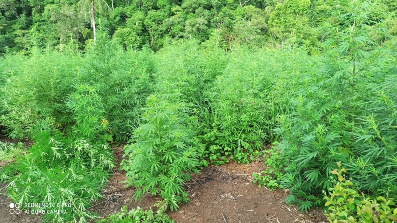 Destruyeron cultivos de marihuana en Portera OrtÃ­z y San Luis