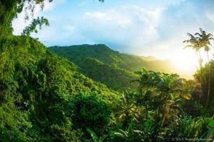22 de junio: Día Internacional de los Bosques Tropicales