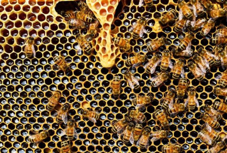 20 de mayo: Día Mundial de las Abejas