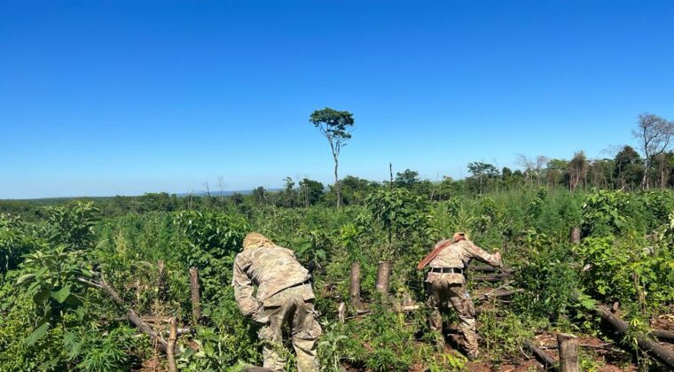 Localizan y queman más de cuatro hectáreas de marihuana en Capitán Bado
