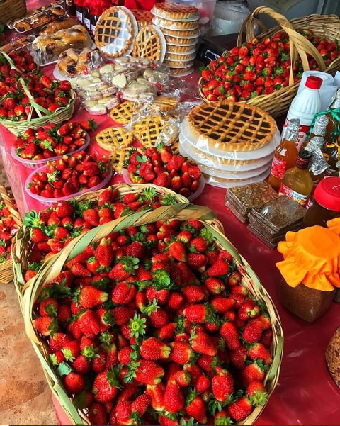 Areguá: Precio de la frutilla irá bajando desde esta semana