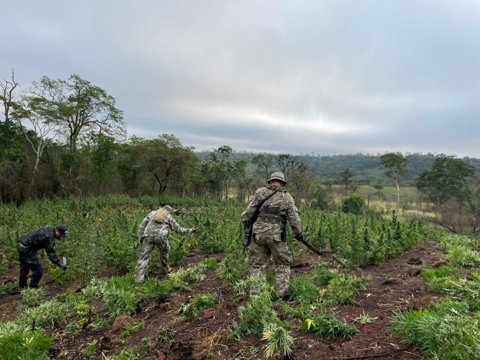 SENAD destruye campamentos y plantaciones de marihuana durante acción operativa en Bella Vista Norte