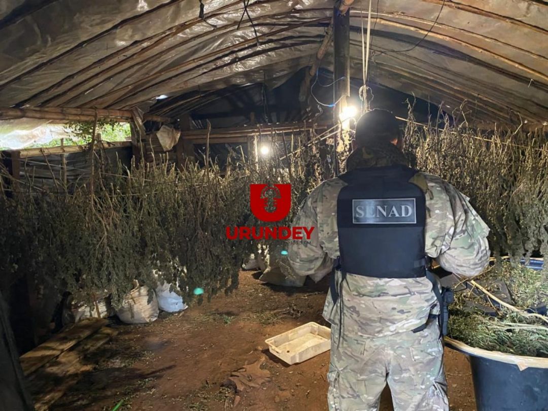 Senad destruye campamento y cultivos de marihuana en colonia Piray