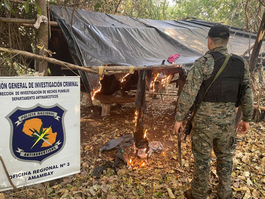 Destruyeron 9 hectáreas de marihuana en la Colonia María Auxiliadora