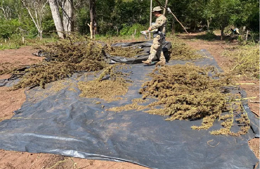Senad desmantela campamentos de marihuana en Bella Vista Norte