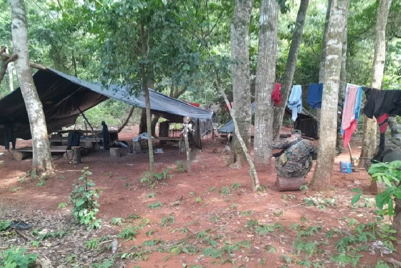 Policía destruye 20 hectáreas de marihuana en Yby Yaú