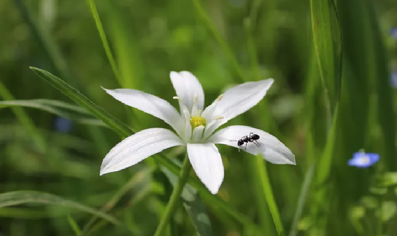 Siete plantas que ayudan a ahuyentar a los insectos